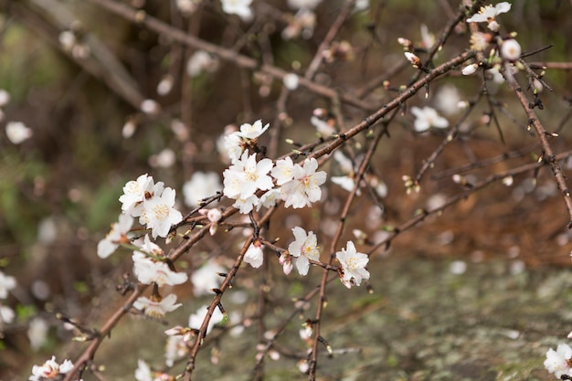 Free photo spring scene with blooming twigs