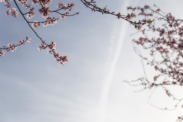 Spring scene with flowering branches