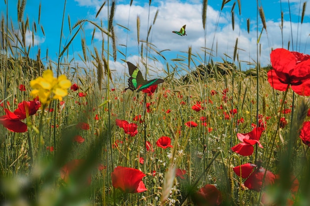 Free photo spring scene with flowers and butterfly