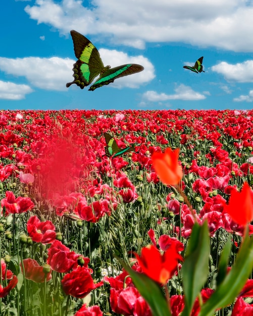 Spring scene with flowers and butterfly