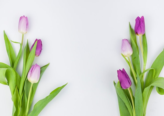 Spring tulip flowers isolated on white background