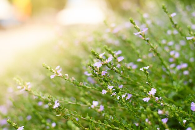 Spring wildflowers in the sun