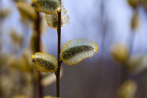 spring willow twig with buds