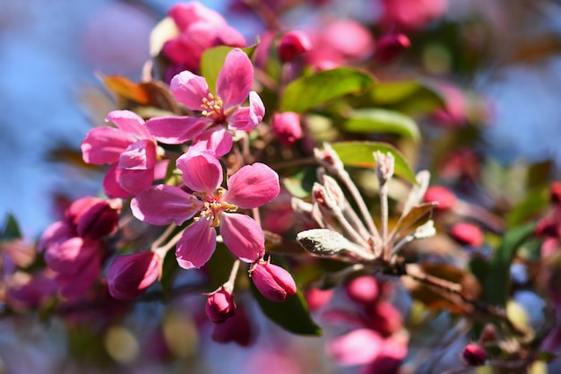 Springtime. Beautiful floral spring abstract background of nature. Blooming branches of trees for sp