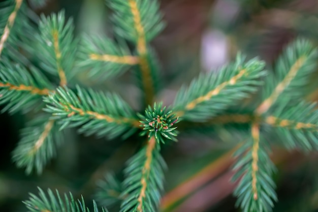 Free Photo spruce branch closeup texture of spruce macro shot