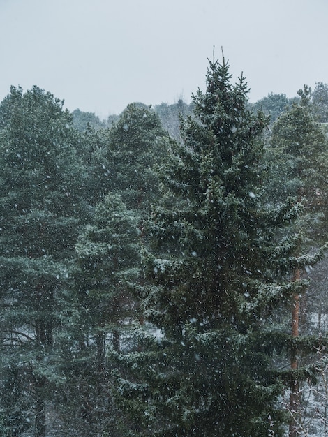 Free photo spruce-fir forest during the snowflake on a foggy day