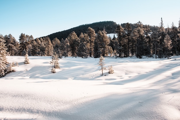 Free photo spruce forest during winter covered with snow