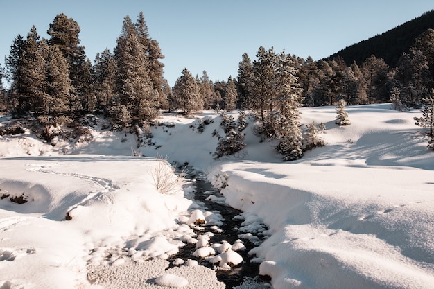 Free photo spruce forest during winter covered with snow