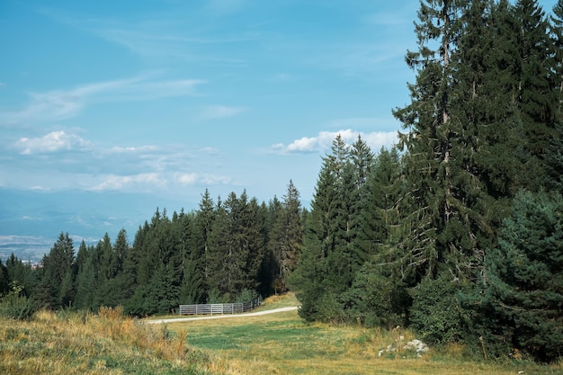 Free photo spruce forest at noon beautiful landscape idea for poster with copy space outdoor recreation