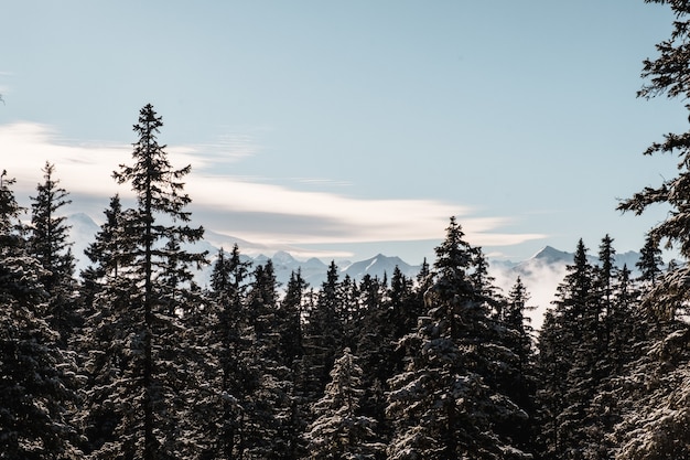 Free photo spruce forest in winter covered with snow