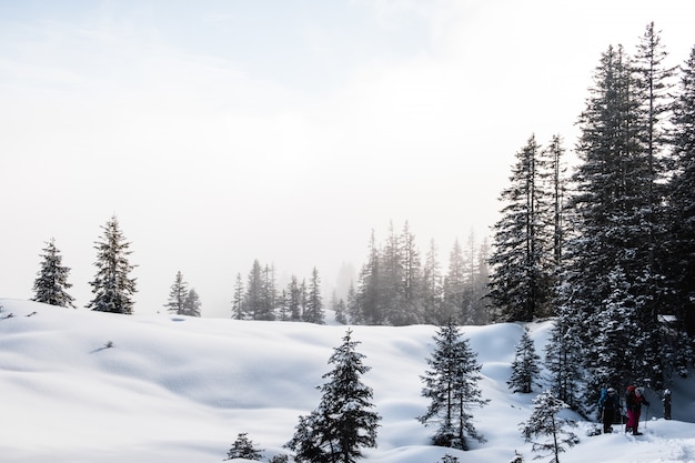 Spruce forest during winter covered with snow