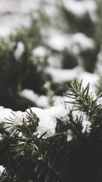 Free photo spruce tree branches covered in snow in winter