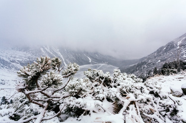 Spruce tree on a mountain hill covered with snow