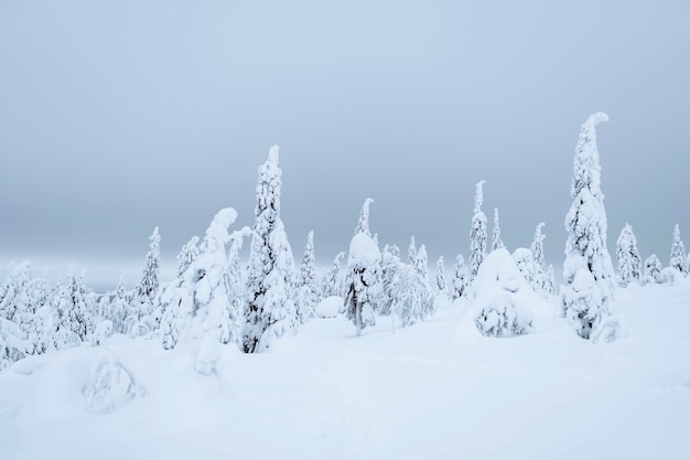 Free Photo spruce trees covered by snow in riisitunturi national park, finland