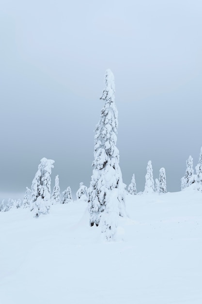 Spruce trees covered by snow in Riisitunturi National Park, Finland