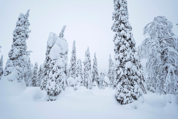 Free photo spruce trees covered by snow in riisitunturi national park, finland