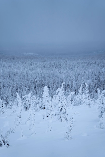 Free Photo spruce trees covered by snow at riisitunturi national park, finland