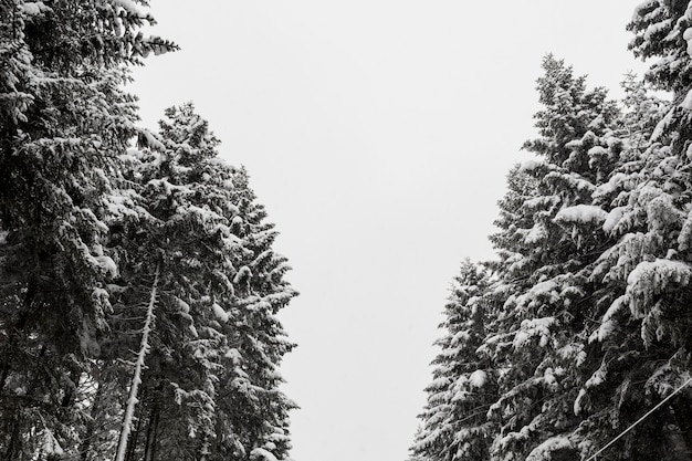 Free photo spruce trees in snow