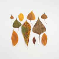 Free photo square from autumn leaves