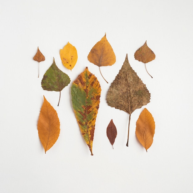 Free Photo square from autumn leaves