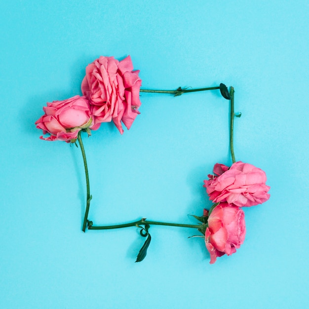 Free photo square shape made from pink roses above turquoise background