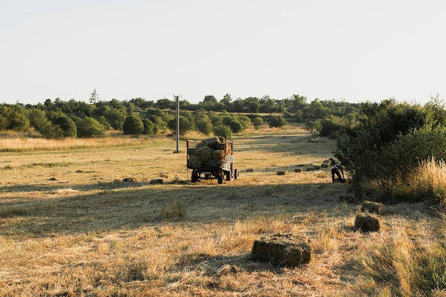 Square straw bales in a harvested cornfield