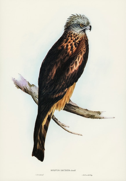 Free Photo square-tailed kite (milvus insures) illustrated by elizabeth gould 