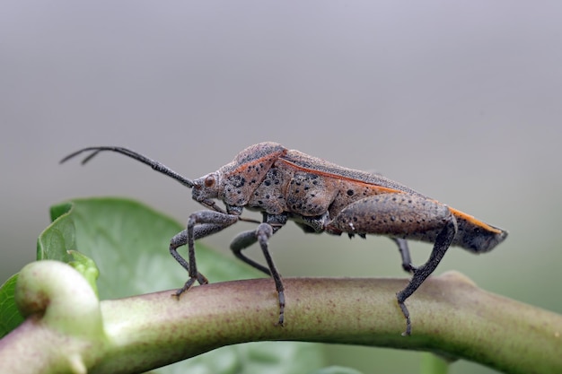 Free Photo squash bug closeup on branch squash bug isolated on closeup with isolated background