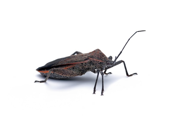 Squash bug closeup on white background Squash bug isolated on white background