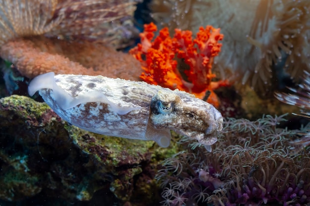 Free photo a squid closeup the coral a squid camouflage behind the coral