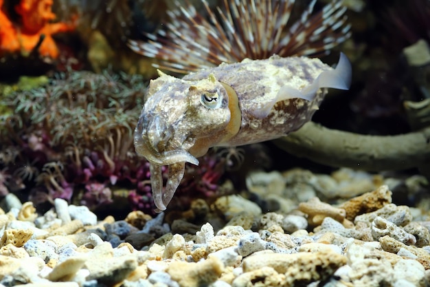 a squid hiding behind the coral a squid camouflage behind the coral