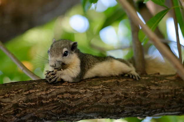 Free photo squirrel on tree