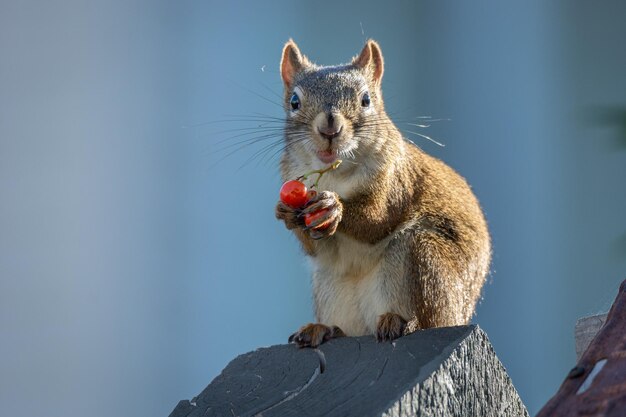 squirrel with a small branch of wild berries in its paws