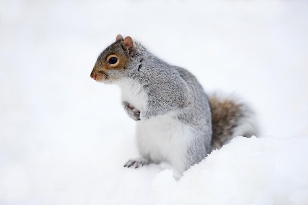 Squirrel with snow in winter