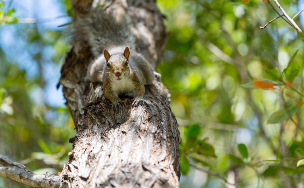 Free Photo squirrel