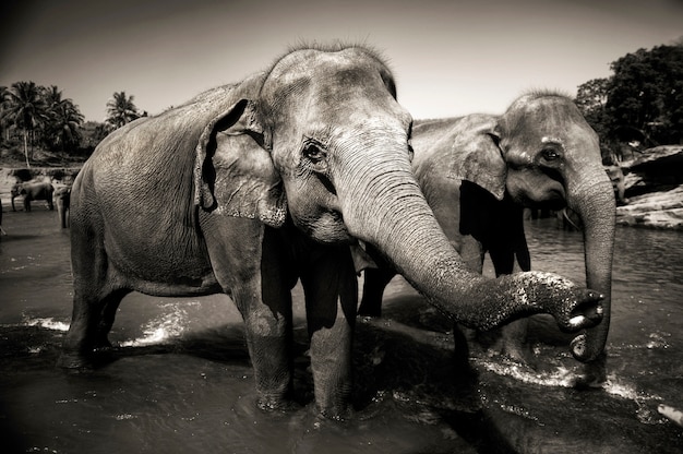 Sri Lankan elephants.