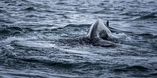 Free photo ssea and whale's tail during swimming