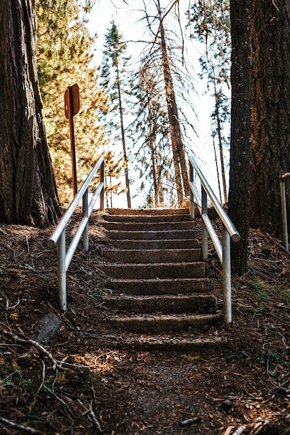 Free photo staircase covered in soil with metal railings in the woods