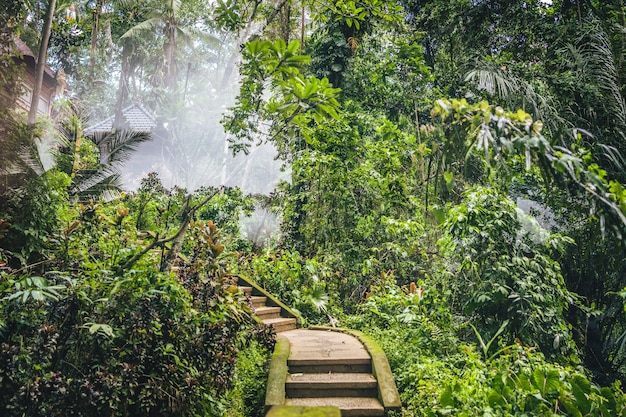 Free Photo stairs leading to a resort in the middle of a forest