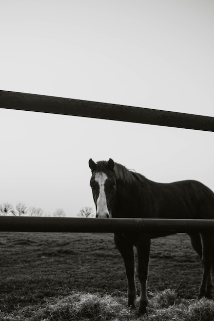 Free photo stallion behind the fences in a field under the sunlight at daytime