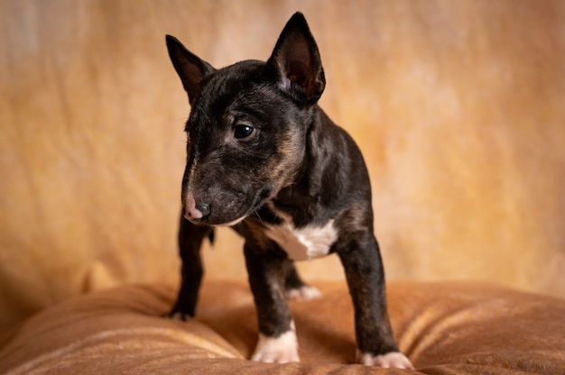 standing black miniature bull terrier puppy