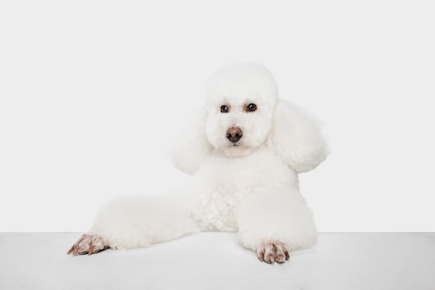 Free photo standing. cute downy dog white poodle or pet jumping on white studio.