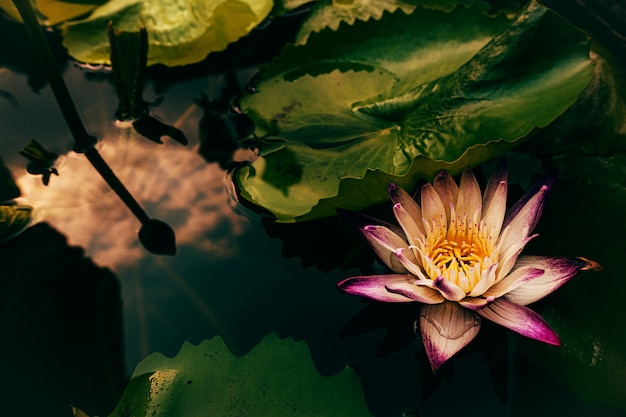 Free photo star lotus flower in the pond