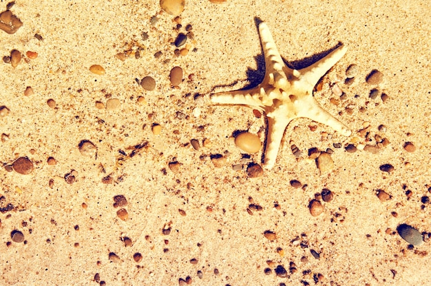 Starfish on the sand.