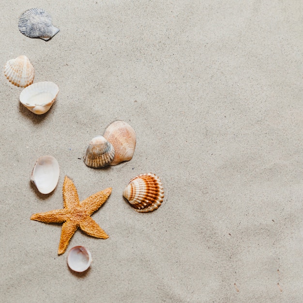 Starfish and shells on the beach