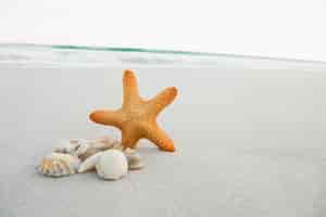 Free photo starfish and shells on sand