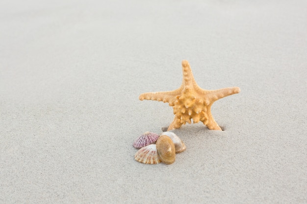 Starfish and shells on sand