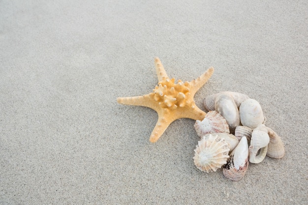 Free photo starfish and shells on sand