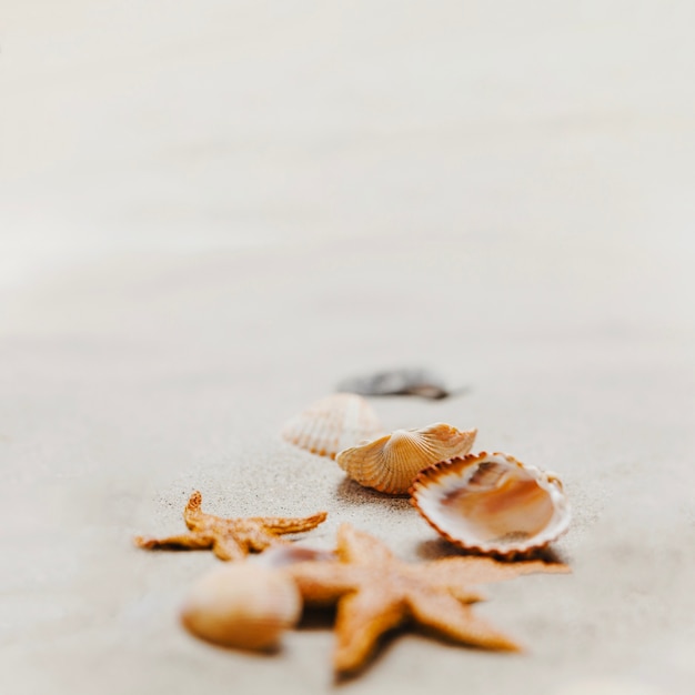 Starfish and shells on the sand