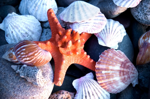 Starfish between shells